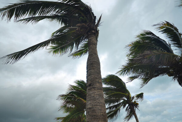 Update- Q2 - State of the Market - Palm Trees Blowing in Aggressive Winds with Storm Clouds in the Background